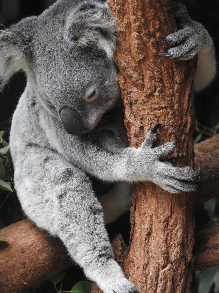 koala australia