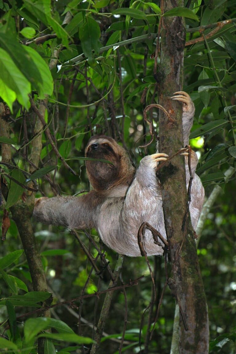sloth in Central America