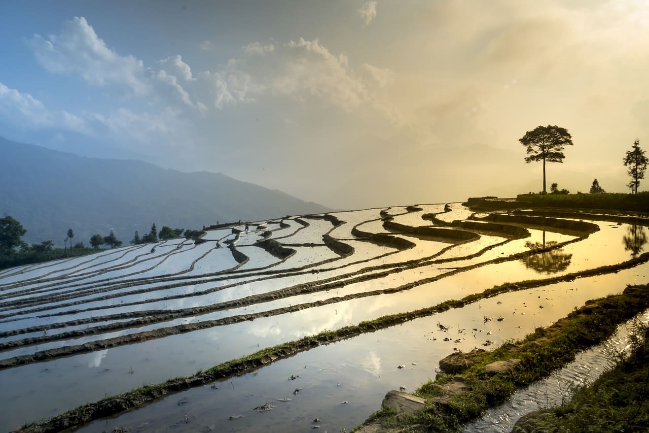 Rice field in Asia
